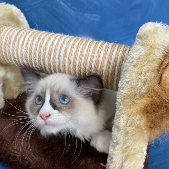 chaton Ragdoll seal point mitted Sir Saphyr Les Ragdolls de la Croisette