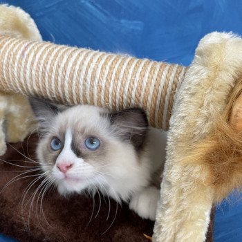 chaton Ragdoll seal point mitted Sir Saphyr Les Ragdolls de la Croisette