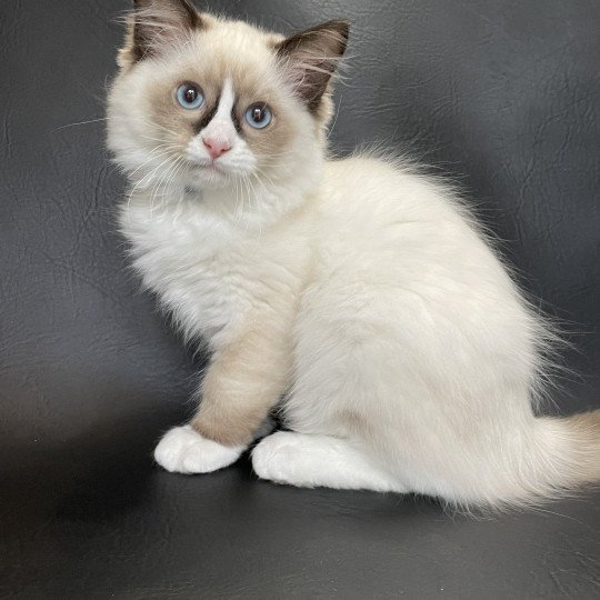 chaton Ragdoll seal point mitted Sir Saphyr Les Ragdolls de la Croisette