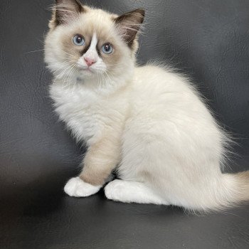 chaton Ragdoll seal point mitted Sir Saphyr Les Ragdolls de la Croisette chaton Ragdoll seal point mitted Sir Saphyr Les Ragdolls de la Croisette