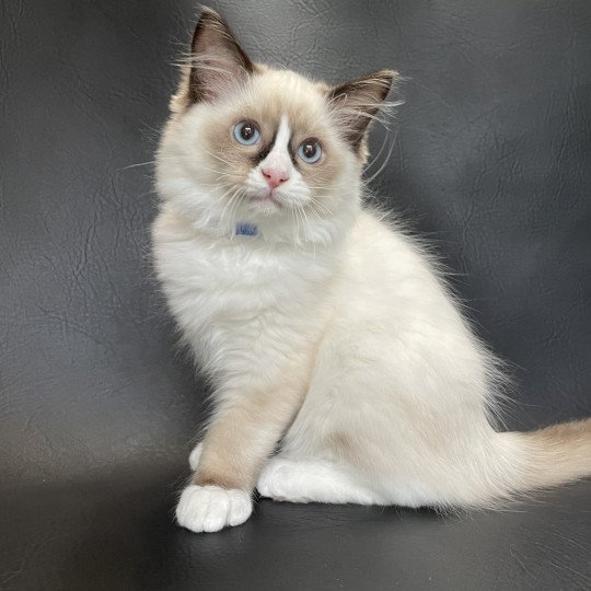 chaton Ragdoll seal point mitted Sir Saphyr Les Ragdolls de la Croisette