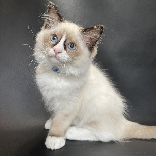 chaton Ragdoll seal point mitted Sir Saphyr Les Ragdolls de la Croisette