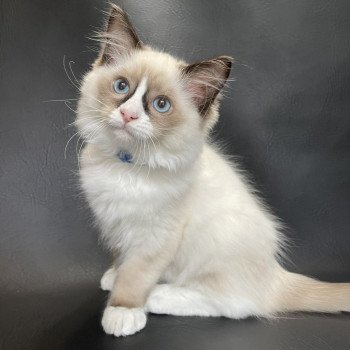 chaton Ragdoll seal point mitted Sir Saphyr Les Ragdolls de la Croisette chaton Ragdoll seal point mitted Sir Saphyr Les Ragdolls de la Croisette