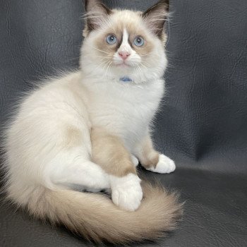 chaton Ragdoll seal point mitted Sir Saphyr Les Ragdolls de la Croisette