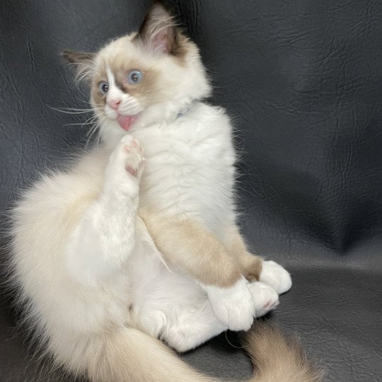 chaton Ragdoll seal point mitted Sir Saphyr Les Ragdolls de la Croisette