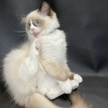 chaton Ragdoll seal point mitted Sir Saphyr Les Ragdolls de la Croisette chaton Ragdoll seal point mitted Sir Saphyr Les Ragdolls de la Croisette