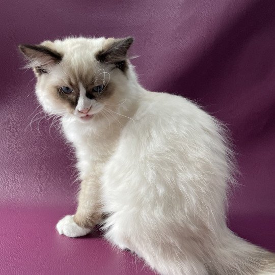 chaton Ragdoll seal point mitted Sir Saphyr Les Ragdolls de la Croisette