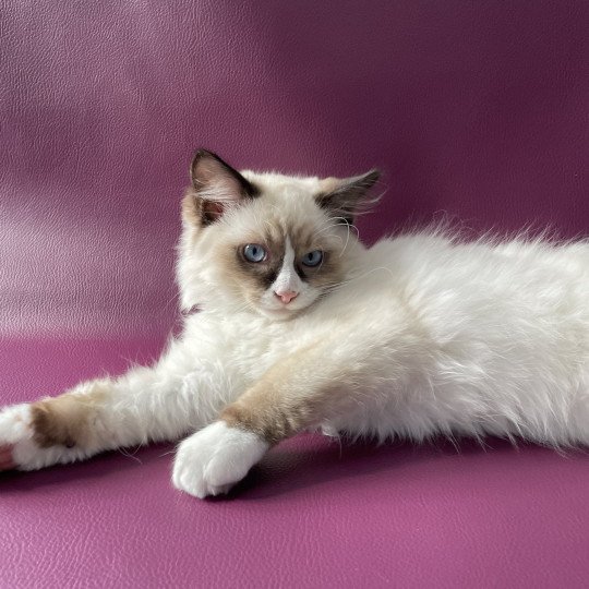 chaton Ragdoll seal point mitted Sir Saphyr Les Ragdolls de la Croisette