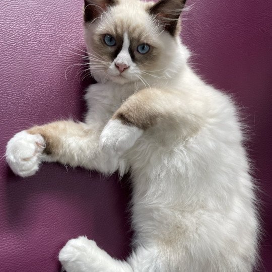 chaton Ragdoll seal point mitted Sir Saphyr Les Ragdolls de la Croisette