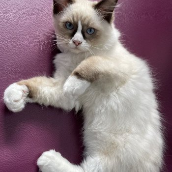 chaton Ragdoll seal point mitted Sir Saphyr Les Ragdolls de la Croisette