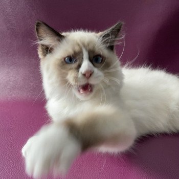 chaton Ragdoll seal point mitted Sir Saphyr Les Ragdolls de la Croisette