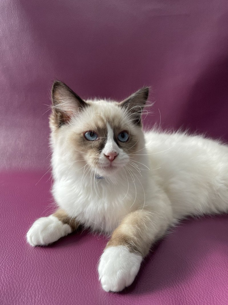 Sir Saphyr De La Croisette Mâle Ragdoll