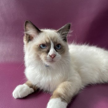 chaton Ragdoll seal point mitted Sir Saphyr Les Ragdolls de la Croisette