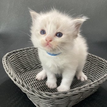 chaton Ragdoll Bleu fonce Les Ragdolls de la Croisette