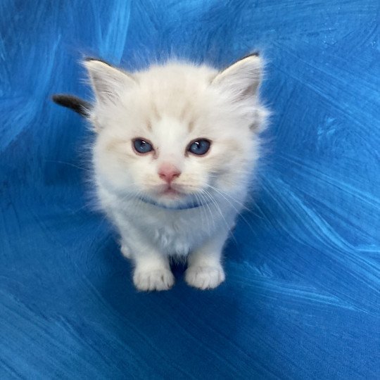 chaton Ragdoll seal tabby point bicolor Stuky Les Ragdolls de la Croisette