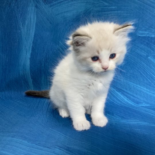 chaton Ragdoll seal tabby point bicolor Stuky Les Ragdolls de la Croisette