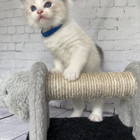 chaton Ragdoll seal tabby point bicolor Stuky Les Ragdolls de la Croisette