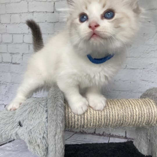 chaton Ragdoll seal tabby point bicolor Stuky Les Ragdolls de la Croisette