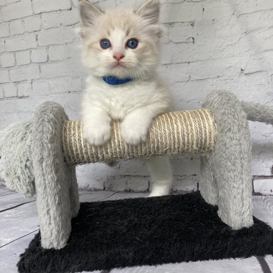 chaton Ragdoll seal tabby point bicolor Stuky Les Ragdolls de la Croisette