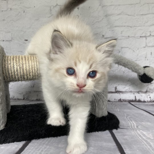 chaton Ragdoll seal tabby point bicolor Stuky Les Ragdolls de la Croisette