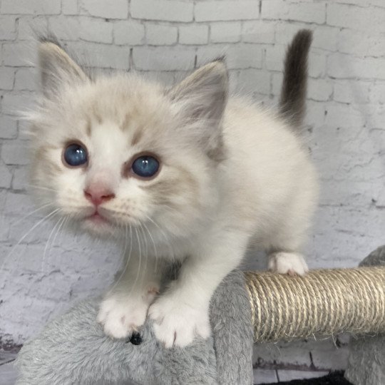 chaton Ragdoll seal tabby point bicolor Stuky Les Ragdolls de la Croisette