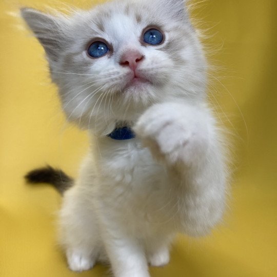 chaton Ragdoll seal tabby point bicolor Stuky Les Ragdolls de la Croisette