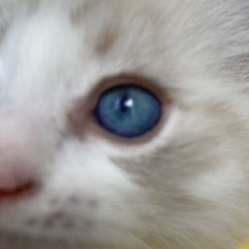 chaton Ragdoll seal tabby point bicolor Stuky Les Ragdolls de la Croisette