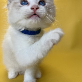 chaton Ragdoll seal tabby point bicolor Stuky Les Ragdolls de la Croisette