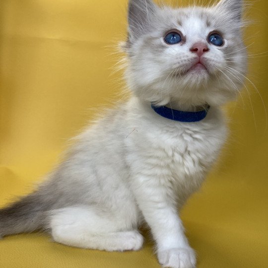 chaton Ragdoll seal tabby point bicolor Stuky Les Ragdolls de la Croisette