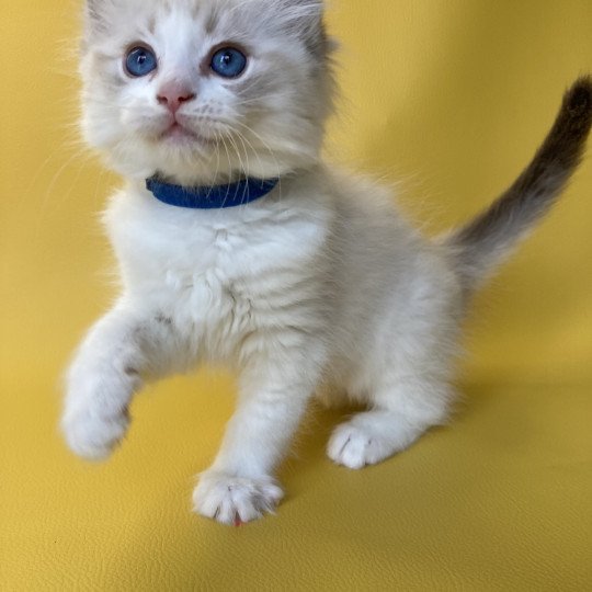 chaton Ragdoll seal tabby point bicolor Stuky Les Ragdolls de la Croisette