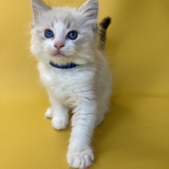 chaton Ragdoll seal tabby point bicolor Stuky Les Ragdolls de la Croisette