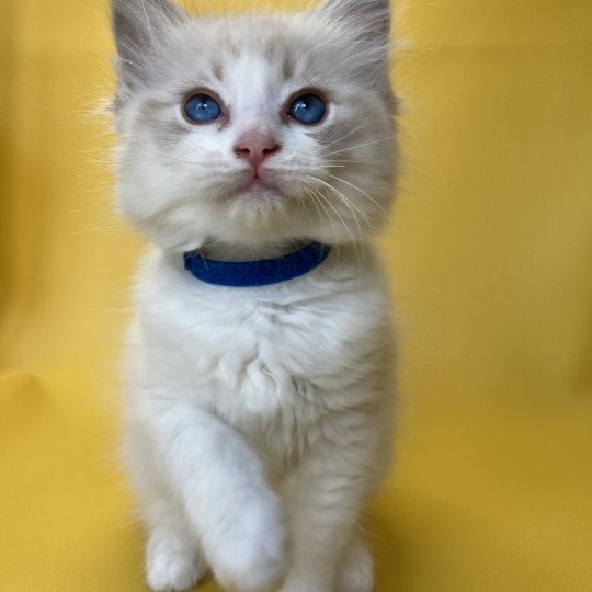 chaton Ragdoll seal tabby point bicolor Stuky Les Ragdolls de la Croisette