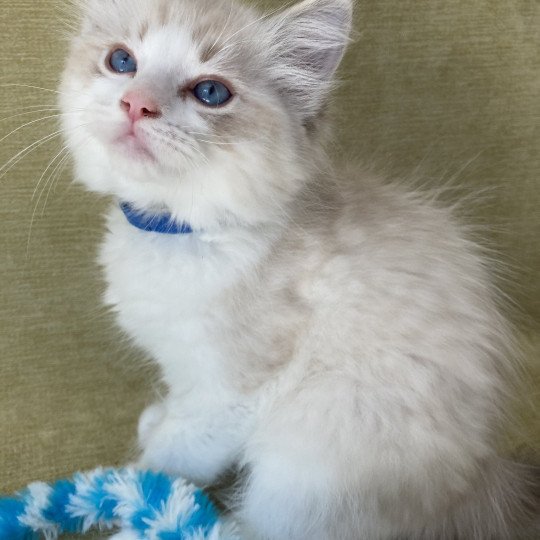 chaton Ragdoll seal tabby point bicolor Stuky Les Ragdolls de la Croisette