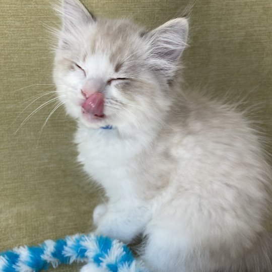 chaton Ragdoll seal tabby point bicolor Stuky Les Ragdolls de la Croisette