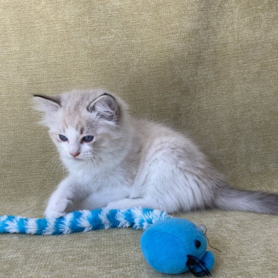 chaton Ragdoll seal tabby point bicolor Stuky Les Ragdolls de la Croisette