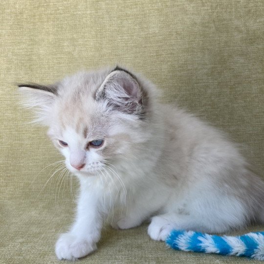 chaton Ragdoll seal tabby point bicolor Stuky Les Ragdolls de la Croisette