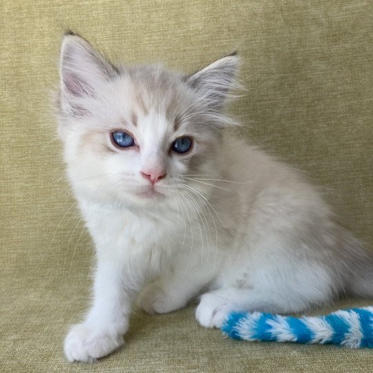 chaton Ragdoll seal tabby point bicolor Stuky Les Ragdolls de la Croisette