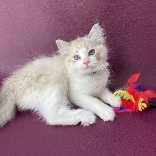 chaton Ragdoll seal tabby point bicolor Stuky Les Ragdolls de la Croisette