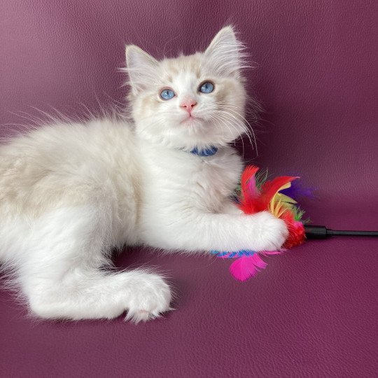 chaton Ragdoll seal tabby point bicolor Stuky Les Ragdolls de la Croisette