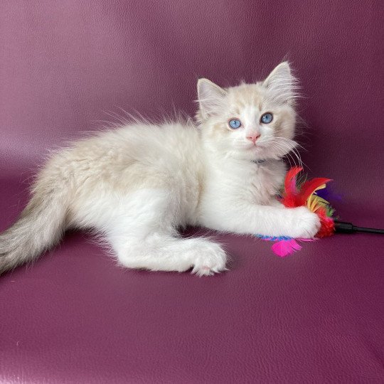 chaton Ragdoll seal tabby point bicolor Stuky Les Ragdolls de la Croisette