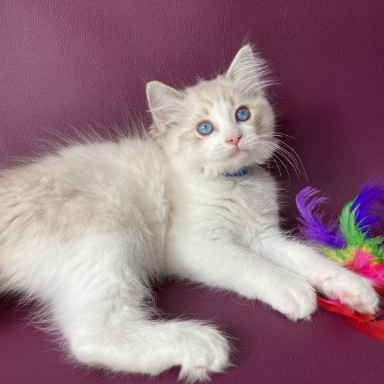 chaton Ragdoll seal tabby point bicolor Stuky Les Ragdolls de la Croisette