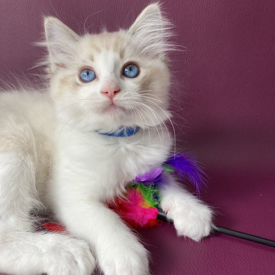 chaton Ragdoll seal tabby point bicolor Stuky Les Ragdolls de la Croisette