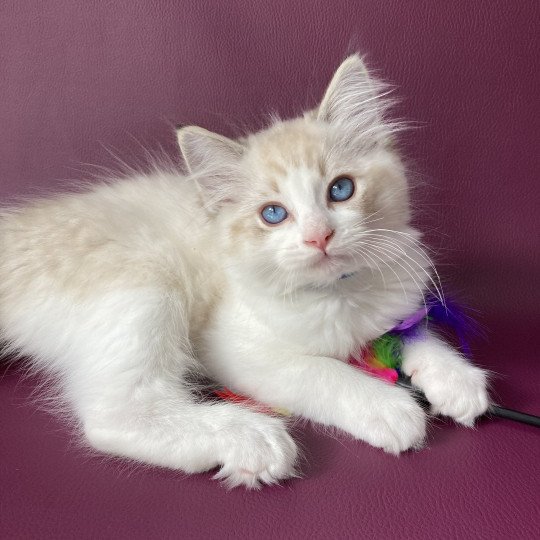 chaton Ragdoll seal tabby point bicolor Stuky Les Ragdolls de la Croisette