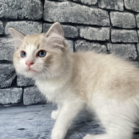 chaton Ragdoll seal tabby point bicolor Stuky Les Ragdolls de la Croisette