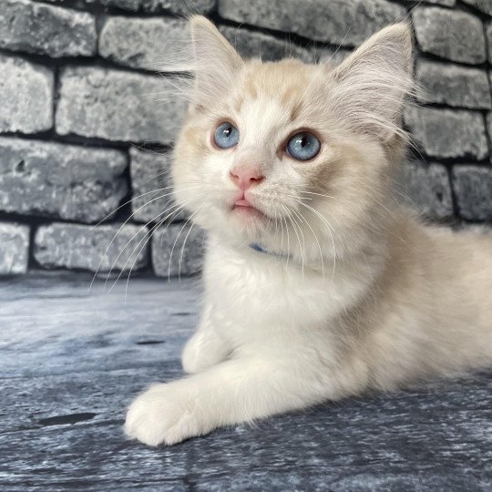 chaton Ragdoll seal tabby point bicolor Stuky Les Ragdolls de la Croisette