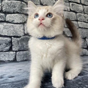 chaton Ragdoll seal tabby point bicolor Stuky Les Ragdolls de la Croisette