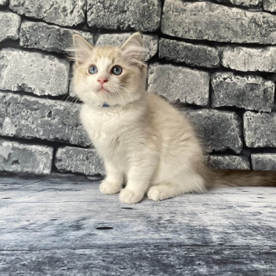 chaton Ragdoll seal tabby point bicolor Stuky Les Ragdolls de la Croisette