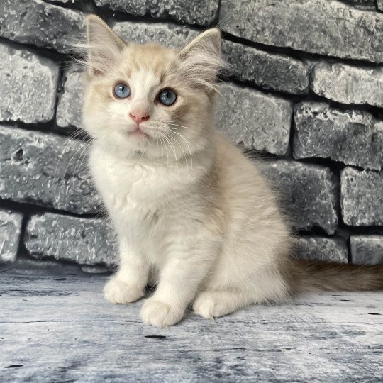 chaton Ragdoll seal tabby point bicolor Stuky Les Ragdolls de la Croisette