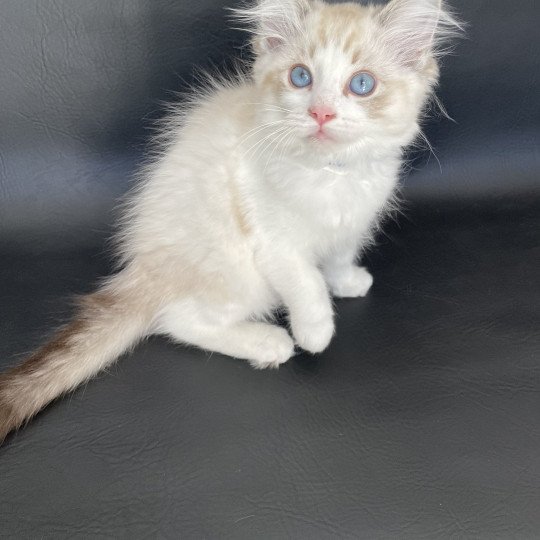 chaton Ragdoll seal tabby point bicolor Stuky Les Ragdolls de la Croisette