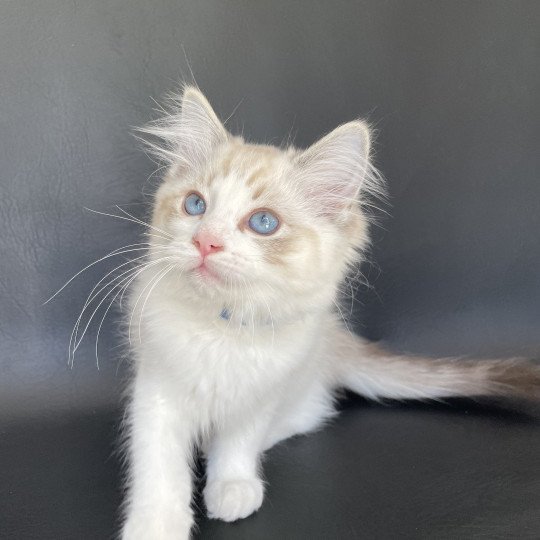 chaton Ragdoll seal tabby point bicolor Stuky Les Ragdolls de la Croisette